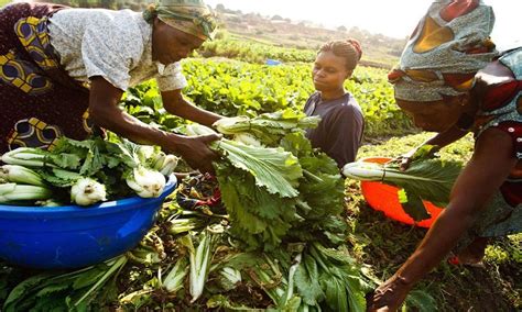 Agriculture & climate change: Ethiopia farmers find climate-smart ways ...