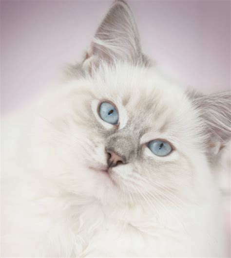 Ragdoll | Newport Harbor Animal Hospital