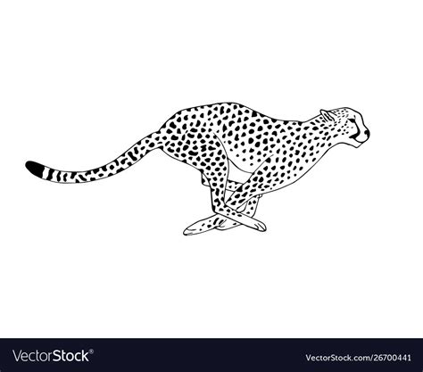 How To Draw A Cheetah Running - Rowwhole3