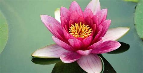 Lotus Flower Significance In India | Best Flower Site