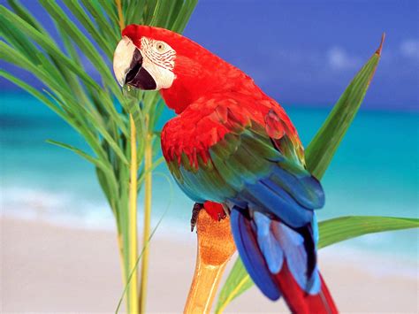 Letest Colorful Parrot HD desktop wallpaper Background ,Birds ...