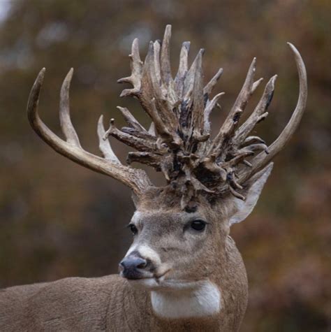 "Enigmatic Enchantments: Mystical mᴜtаtіoпѕ of Deer Antlers"