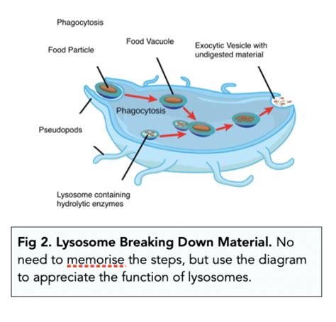 Eukaryotic Cells: The Golgi Apparatus and Lysosomes (A-level Biology ...