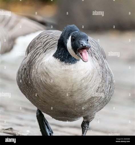 Angry Goose Attack