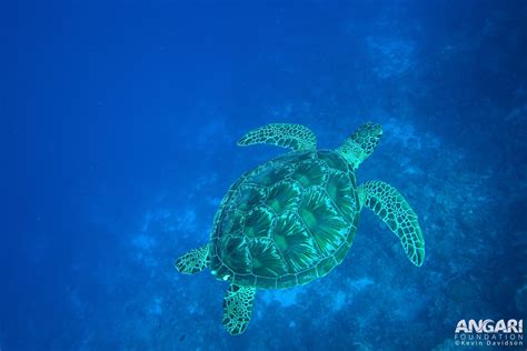 Green Sea Turtle (Chelonia mydas) - ANGARI Foundation