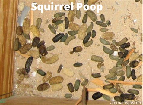 What Does Squirrel Poop Look Like? Squirrel Droppings Identification ...