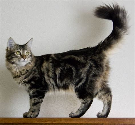 Maine Coon Cat – Purrfect Cat Breeds