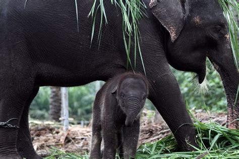 Save the Sumatran elephant habitat | Smithsonian Photo Contest ...