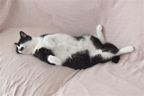 Cat Sleeping Upside Down on the Sofa at Home. Stock Photo - Image of ...