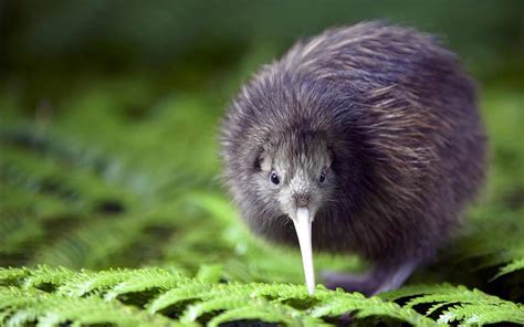 New Zealand issues its annual gold and silver Kiwi bird coins - AgAuNEWS