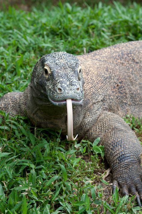 Komodo Dragon | Smithsonian Institution