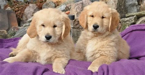 Male vs. Female Golden Retriever: 10 Differences To Help You Choose ...