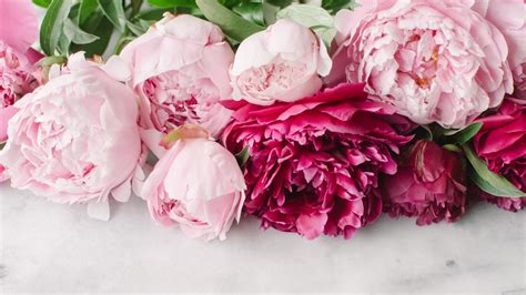 Peony Desktop Wallpaper (66+ images)