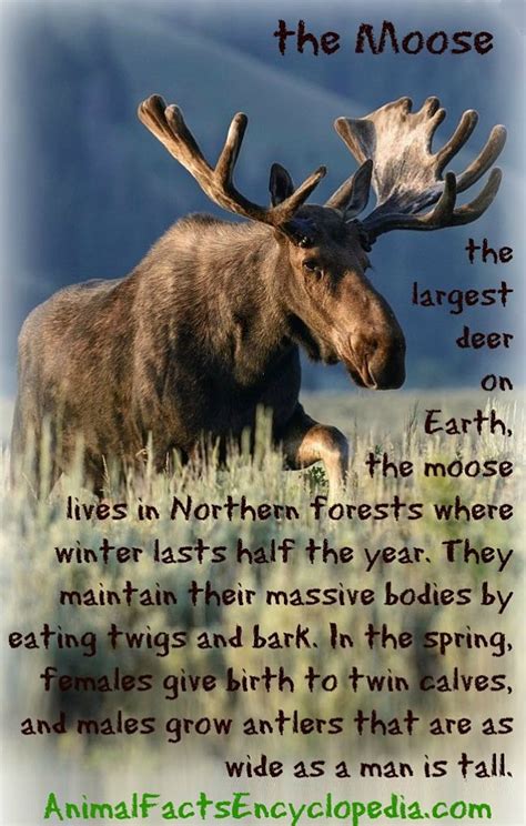 Moose Facts - Animal Facts Encyclopedia