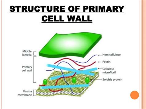 Cell wall structure and function