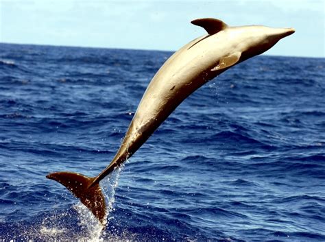 Pantropical Spotted Dolphin – "OCEAN TREASURES" Memorial Library