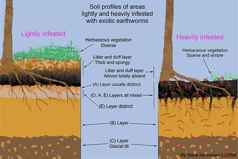 Soil Layers | Great Lakes Worm Watch | UMN Duluth