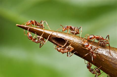 biosystems: Mutualism Relationship: Acacia tree and Ants