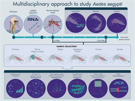 Multidisciplinary approach to study Aedes aegypti on Behance