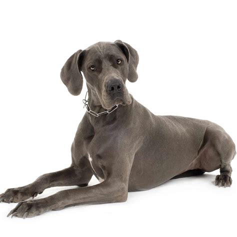 Great Dane Dog Breed » Information, Pictures, & More