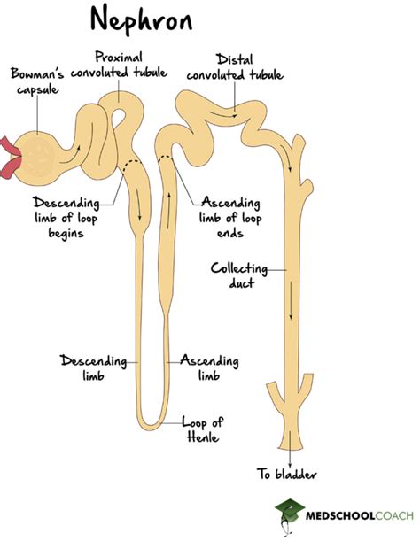 Nephron – MCAT Biology | MedSchoolCoach