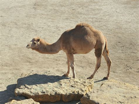 The Online Zoo - Dromedary Camel