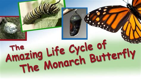 Life Cycle Of A Monarch Butterfly