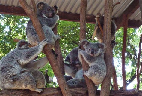 The Chopper Cave: Lone Pine Koala Sanctuary