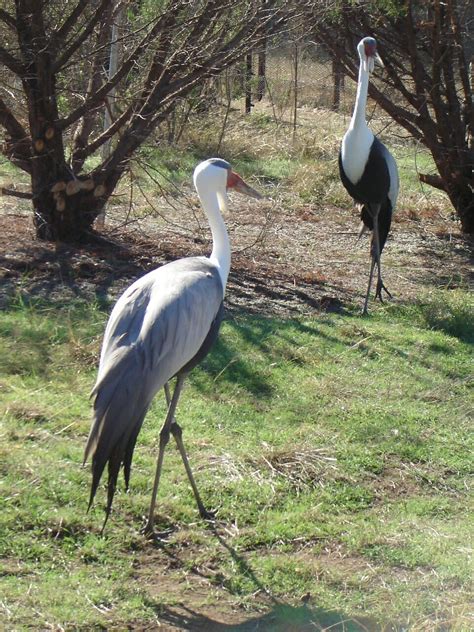 Wattled Crane - Fossil Rim Wildlife Center