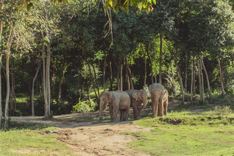 Feeding Elephants on Koh Samui - Elephant Sanctuary Review