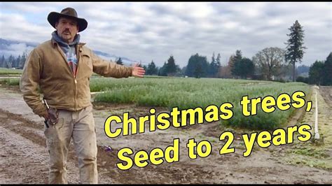 Producing Christmas tree seedlings. Seed to 2 years. - YouTube