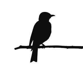 Silhouette of tropical parrot on branch Royalty Free Vector