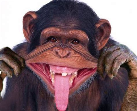 a monkey with its mouth open and tongue out