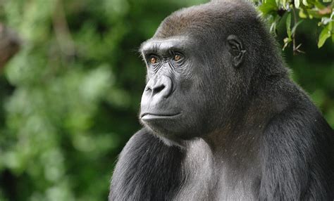 Western lowland gorilla | Smithsonian's National Zoo and Conservation ...