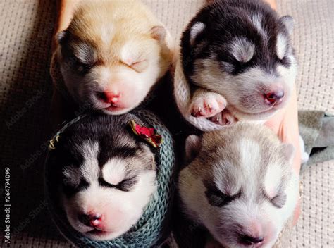 Newborn Siberian Husky