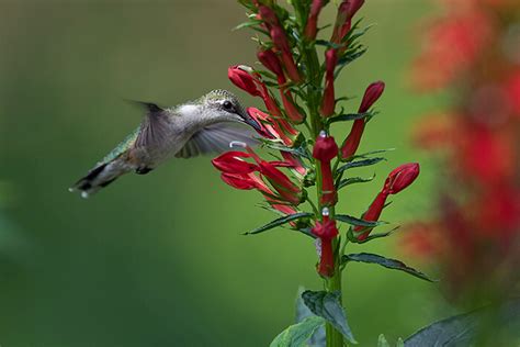 How to Feed a Hummingbird Part II: Flowers & Nectar