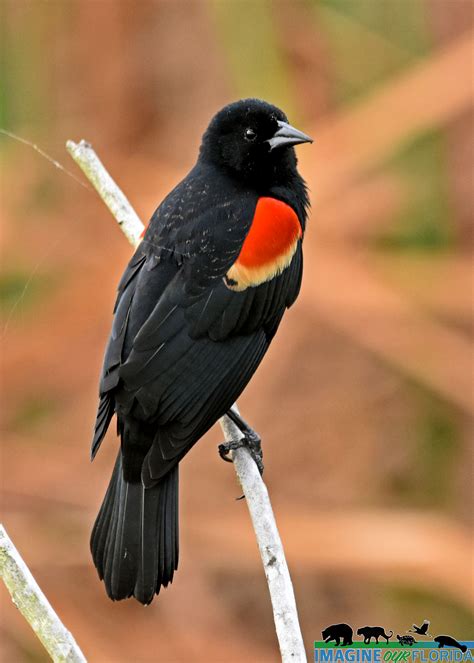 Red-winged Blackbird – Imagine Our Florida, Inc