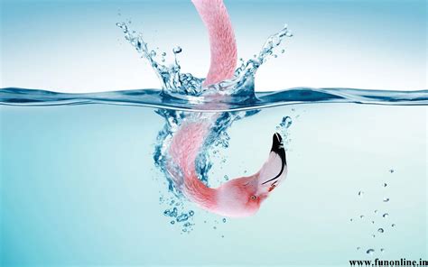 🔥 [60+] Pink Flamingo Wallpapers | WallpaperSafari