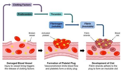 4.4B + 4.6 - Circulation (Blood) + Lymph system Diagram | Quizlet