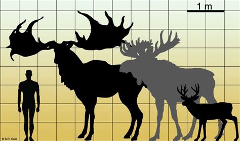 Irish elk (Megaloceros giganteus) vs Moose (Alces alces) vs White ...