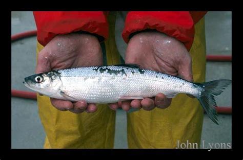 Identifying Lake Whitefish, Cisco, and Mooneye: Minnesota DNR | Lake ...