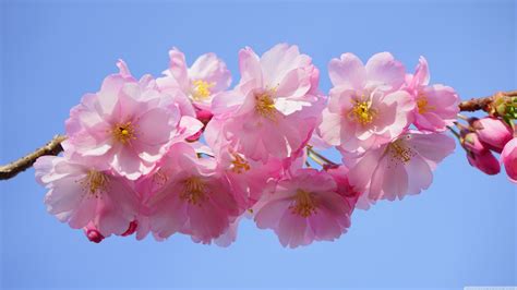 Japanese Cherry Blossom Wallpaper (71+ images)