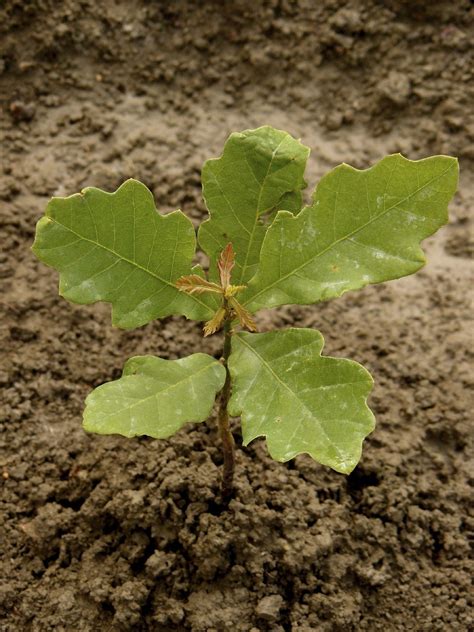 Oak Tree Care: Planting Oak Tree Seedlings And Acorns In The Landscape ...