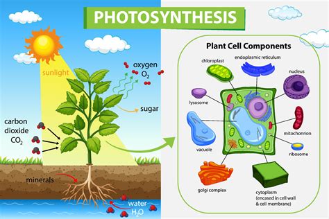 Diagram Showing Process Photosynthesis In Plant Vector Image On | The ...