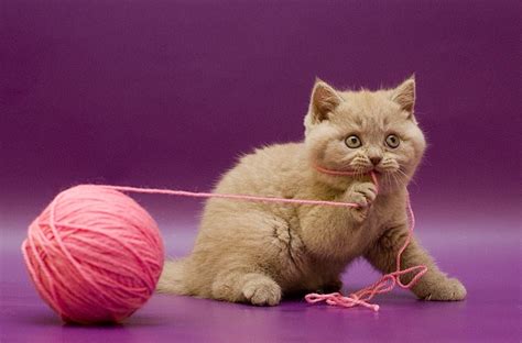 Why Do Kitties Like to Play with Yarn? | Kittens Whiskers