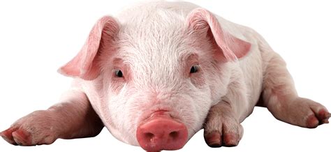 Pig Png Image Transparent HQ PNG Download | FreePNGimg