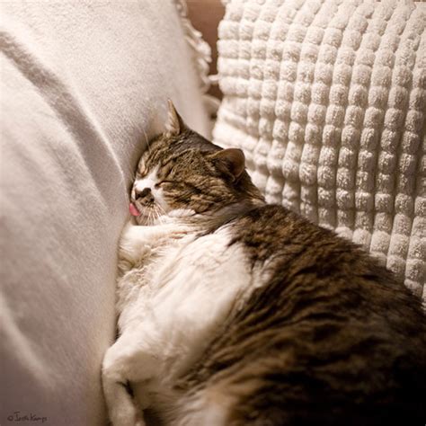 30 Cats Who Have Mastered The Art Of Sleep-Fu | Bored Panda