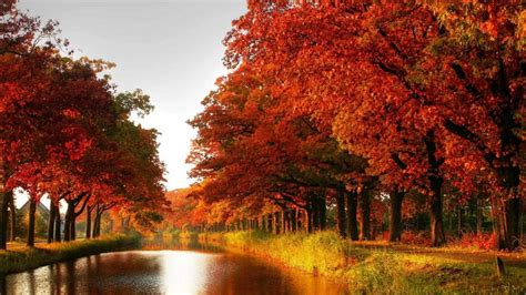 Autumn Tree Wallpaper (61+ images)