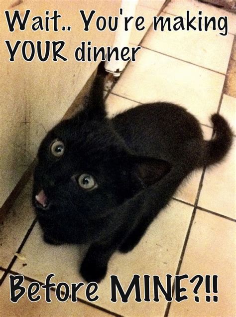 onehouronepic.com | Funny cat images, Black cat memes, Cats