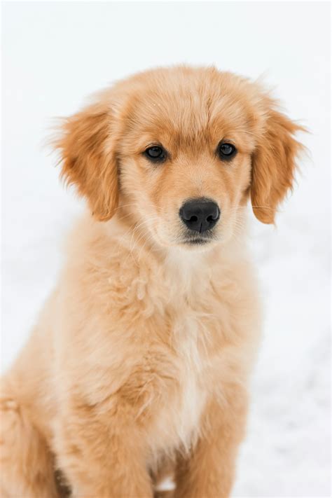 Best 500+ Golden Retriever Puppy Pictures | Download Free Images on ...